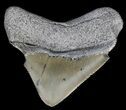 Juvenile Megalodon Tooth - Serrated Blade #56637-1